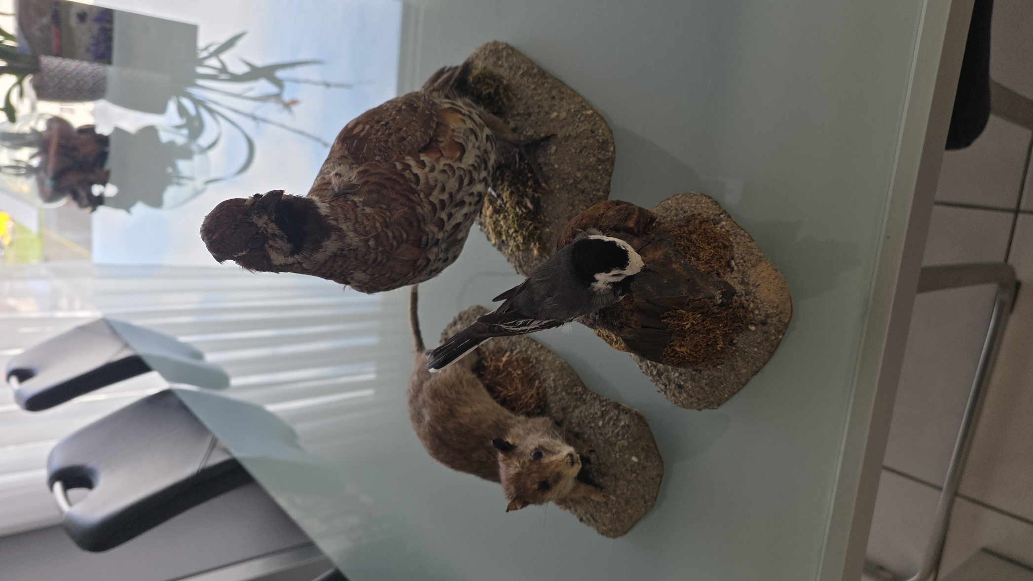 3 schöne Aussteller